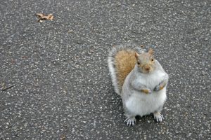 squirrel-1472656