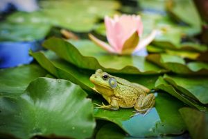 Frog