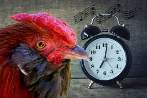 Wake up colors rooster